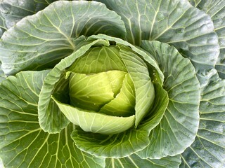 cabbage in the garden