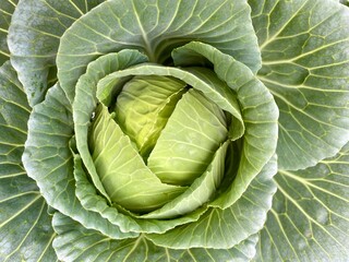 cabbage in the garden