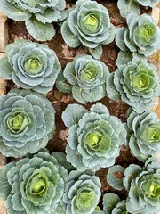 cabbage in the garden