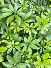 green leaves background