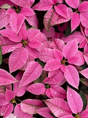 pink and white flowers