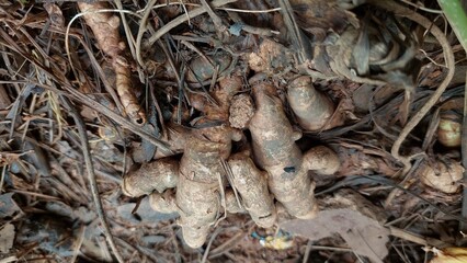 fresh white turmeric that is still embedded.