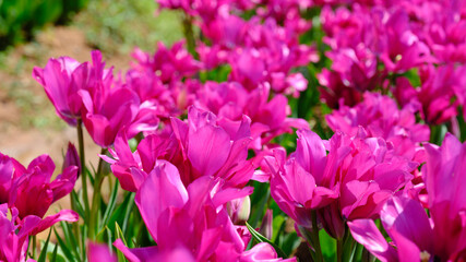 チューリップ畑に咲いた赤や黄色や白の様々な種類のチューリップのクローズアップ