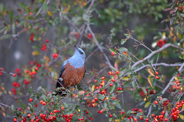 Blue Rock Thrush (Monticola solitarius philippensis) male in Japan