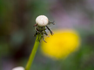The empty flower stalk of Taraxacum officinale plant after flowering