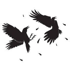 crows fight