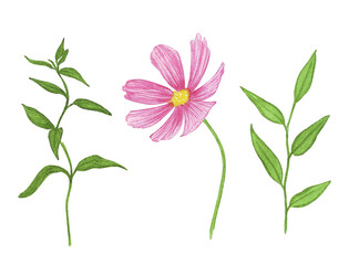 Set of watercolor botanical illustration in simple style, pink flower and leaves, stickers, stickers