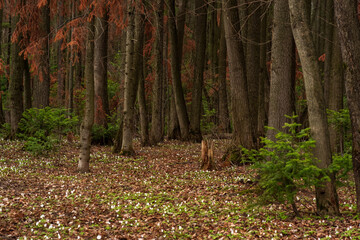 early spring forest natural landscape with first flowers wood anemones