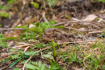 pair of common toads in amplexus among the grass