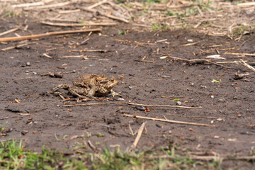 couple of common toads in amplexus moving towards a breeding site
