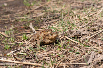 pair of common toads in amplexus among dry grass