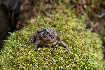 couple of common toads in amplexus among moss
