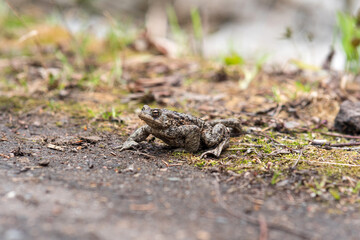 common toad about to cross the road