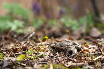 common toad hides among dry foliage