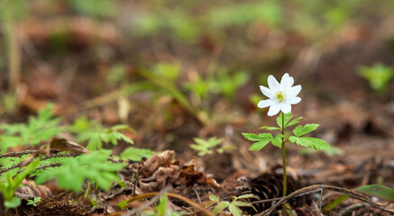 first spring flower wood anemone in the forest close-up