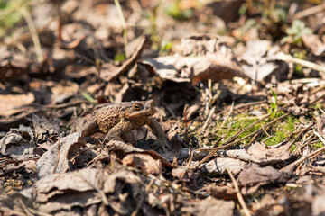 common toad after hibernation among dry foliage and grass