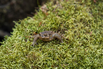 common toad after hibernation among the moss