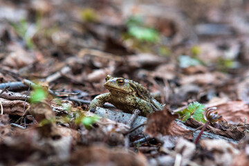 common toad after hibernation among dry foliage