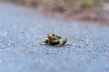 common toad on the asphalt road