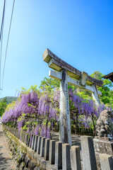 春の藤山神社　藤の花　長崎県佐世保市　Fujiyama Shrine in spring. Nagasaki Pref,...