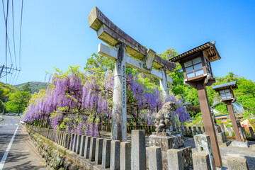 春の藤山神社　藤の花　長崎県佐世保市　Fujiyama Shrine in spring. Nagasaki Pref,...