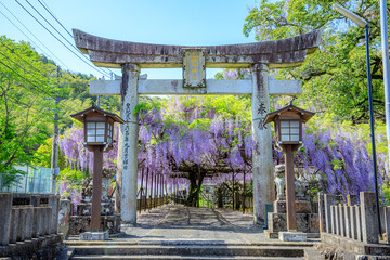 春の藤山神社　藤の花　長崎県佐世保市　Fujiyama Shrine in spring. Nagasaki Pref,...