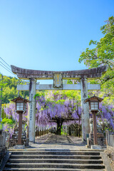 春の藤山神社　藤の花　長崎県佐世保市　Fujiyama Shrine in spring. Nagasaki Pref,...