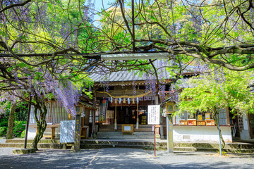 春の藤山神社　藤の花　長崎県佐世保市　Fujiyama Shrine in spring. Nagasaki Pref, Sasebo city.