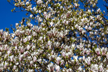 Drzewo magnolii całe w kwiatach - obrazy, fototapety, plakaty