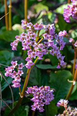 flowers in the garden