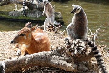 ワオキツネザル