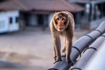 Thailand, Phetchaburi, Bang Tabun, a macaque with brown body hair tail longer than body live near mangroves and along the seashore