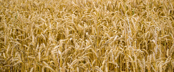 Golden Wheat close-up on Farmers field in Ireland. Wheat field background