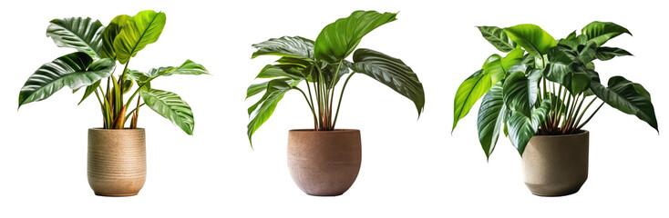 Collection of tropical green leaves in brown pot isolated on transparent background. Generative Ai
