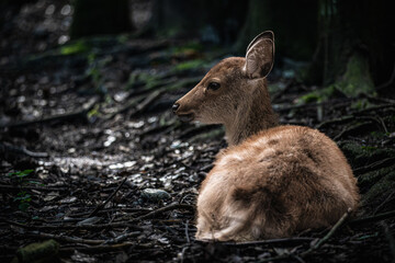 奈良-【奈良公園（飛火野）の鹿】