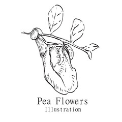 Hand drawn Illustration Peas Flower on a white background outline monochrome ink style for artwork, logo, packaging.