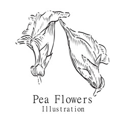 Hand drawn Illustration Peas Flower on a white background outline monochrome ink style for artwork, logo, packaging.