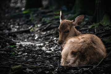 奈良-【奈良公園（飛火野）の鹿】