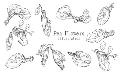 Hand drawn Illustration Set Peas Flower on a white background outline monochrome ink style for artwork, logo, packaging.