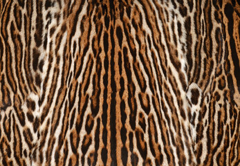 leopard fur - 599791695