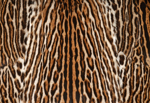 leopard fur