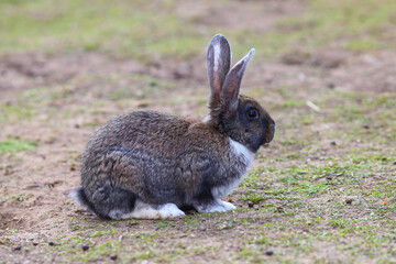 Rabbit Cute little Easter bunny in the meadow, Green grass under the sunset or sunrise light landscape, Beautiful rabbit on green grass in summer day,easter and animal in the nature concept