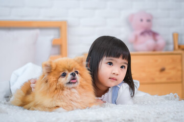 The pomeranian dog wagged its tail contentedly as the little girl cuddled it with love and...
