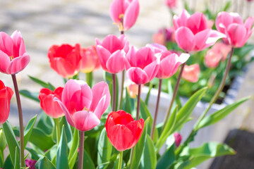 [愛知県]鶴舞公園のチューリップ