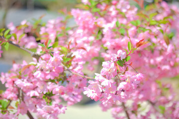 [愛知県]名古屋市瑞穂区の山崎川四季の道