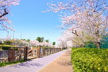 [愛知県]名古屋市瑞穂区の山崎川四季の道
