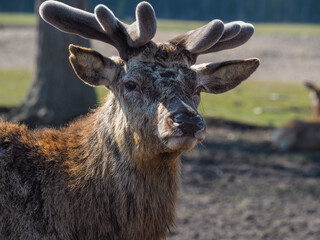 Fototapeta premium Red deer, fallow deer and mouflon in enclosures. Spring in nature, animals change their coats and deer grow new antlers.