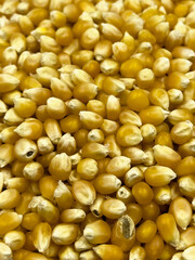 Heap of raw popcorn grains. Dry yellow corns seeds or sweetcorn kernels. Close up