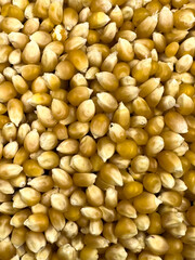 Heap of raw popcorn grains. Dry yellow corns seeds or sweetcorn kernels. Top view