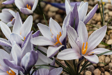 Close up of purple autumn crocus in bloom. The outside of the petal is purple-blue. Meadow saffron, selective focus.2023